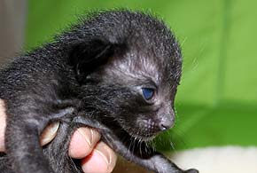 litters on "T" female  OSH n 