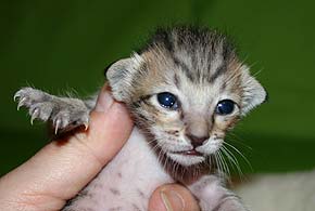 litters on "T" male 2  OSH n 24