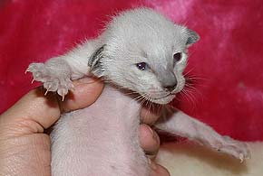 litter on "О" female SIA n?