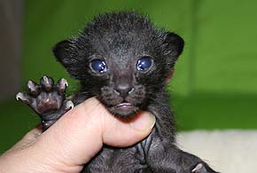 litters on "T" female  OSH n 