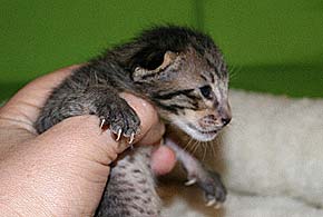 litters on "T" male 2  OSH n 24