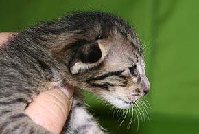 litters on "T" male 1  OSH n 24