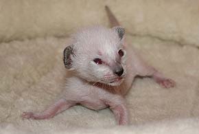 litter on "О" female SIA n?