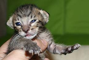 litters on "T" male 1  OSH n 24