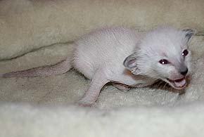 litter on "О" female SIA n?