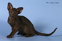 Nakamura Shegumy Neko*RU 2,5 months