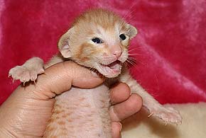 litter on "О" male OSH d 24