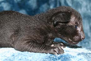 litter on "S" male OSH n