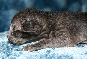 litter on "S" male OSH ns