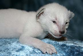 litter on "S" female SIA n (?)