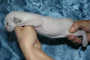 litter on "S" male SIA n