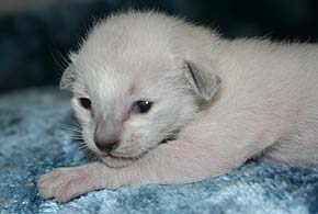 litter on "S" male SIA n