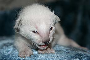 litter on "S" female SIA f