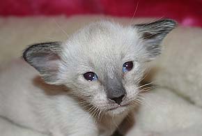 litter on "О" female SIA n