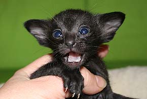 litters on "T" female  OSH n 