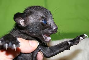 litters on "T" female  OSH n 