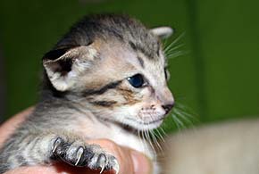 litters on "T" male 1  OSH n 24