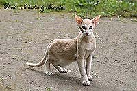 Noroyamy Shegumy Neko*RU OSH e