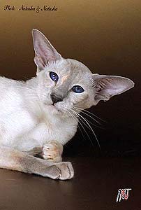 Joly-Jolin Shegumy Neko*RU SIA j