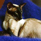IC Waterwitch Tyrian