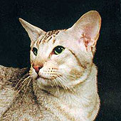IC Pannadolua Kohinoor